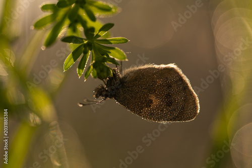 Foto Small heath butterfly (Coenonympha pamphilus) in morning dew on meadow