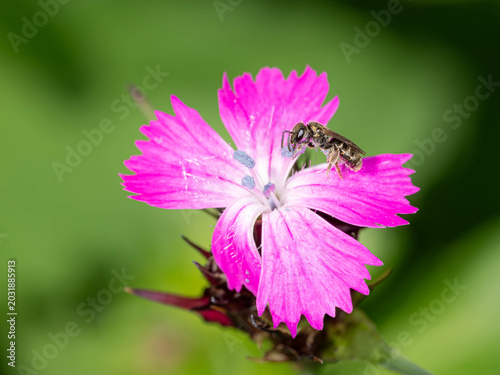 Cuadro en lienzo Biology - Lasioglossum leucopus - Insects in Spring - Furrow Bee on a Purple Flower
