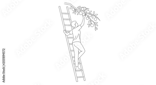 Man climbing ladder to pick fruit from tree, harvest season, healthy lifestyle