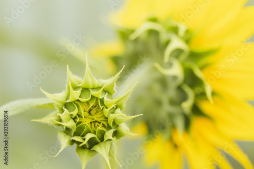 Close-up of a green sunflower bud ready to open with a blurred yellow bloom in the background