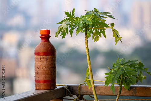 Traditional Clay water bottle with natural cooling effect beside papaya plants on a balcony during hot summer weather in an urban setting showing hot indian summers
