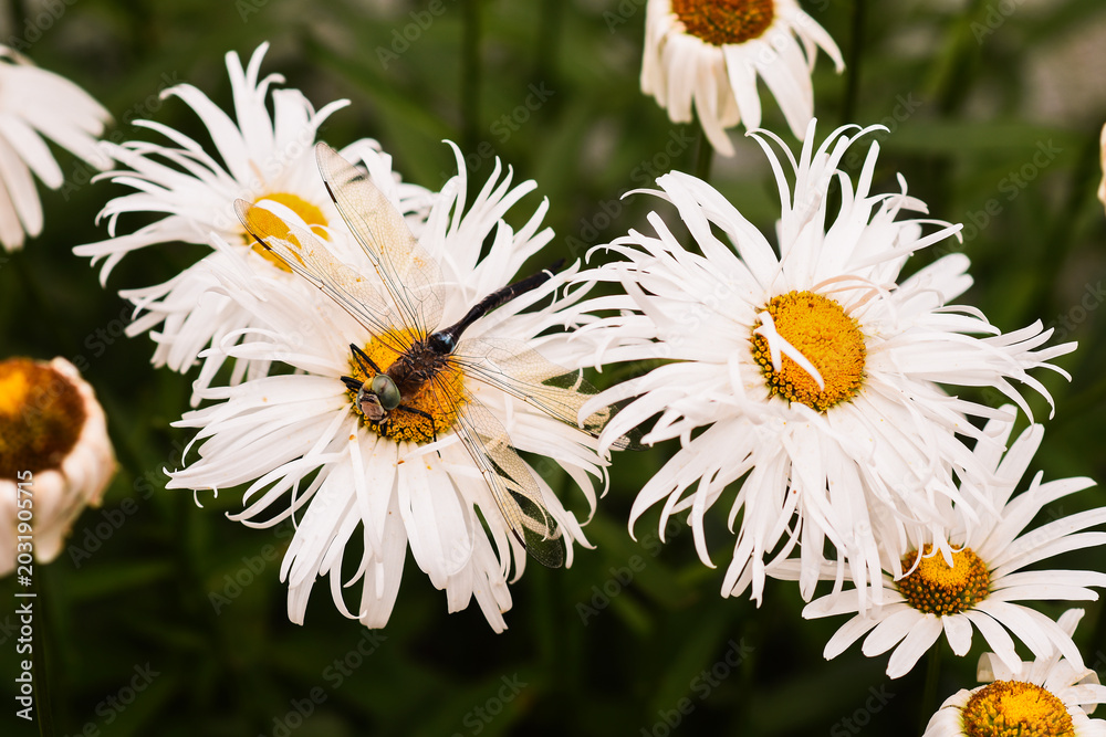 Fototapeta premium dragonfly sitting on daisy, surrounded by white flowers. close-up shot highlights delicate balance of nature, capturing beauty of both insect and blooming flowers in peaceful setting.