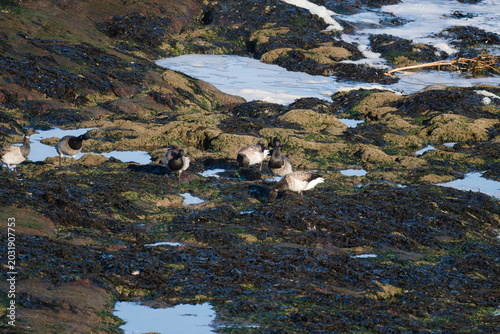Cuadro en lienzo Brent geese forage on a muddy, seaweed-covered shoreline at low tide