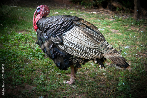 Portrait of a domestic turkey standing on the grass