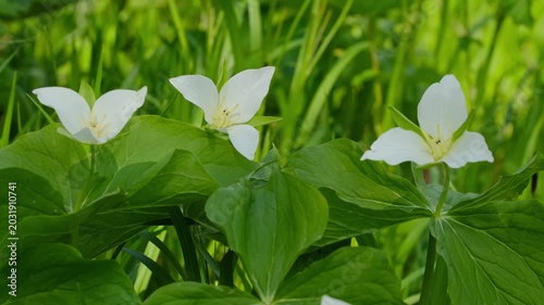 White trillium flowers on a green forest glade.