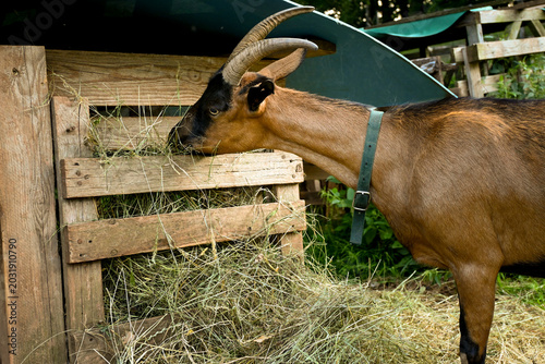 Domestic goat eating hay on a farm