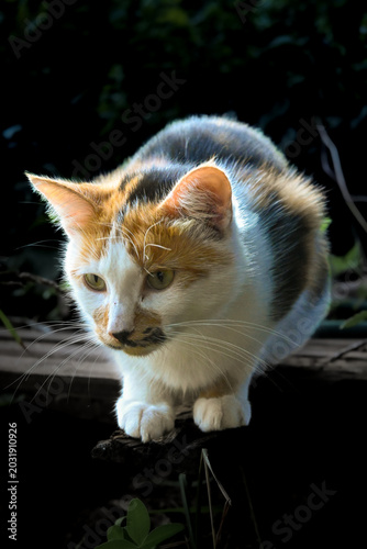 Focused calico cat stalking in the garden