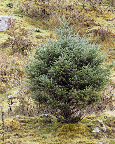 A young evergreen conifer tree grows on a mossy and grassy hillside surrounded by wild vegetation and small stones.