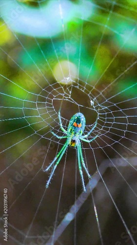 Common Green Garden Spider
