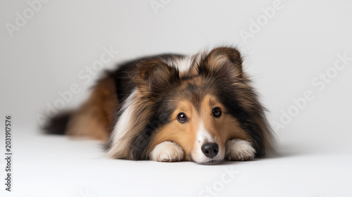 A shetland sheepdog lying down on a light background during a studio session 