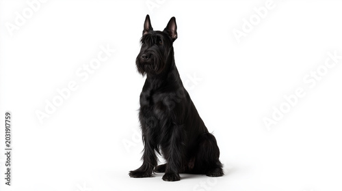 Giant Schnauzer sits upright on a white background in a studio setting 