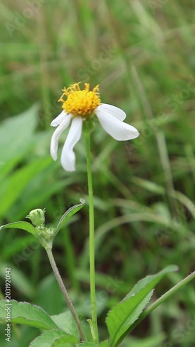 Close-Up of a White Daisy Flower With Yellow Center Swaying Gently in the Wind