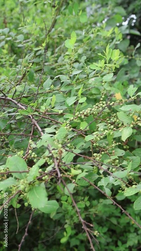 Close-Up of Green Bush With Small Berries and Leaves in Natural Light