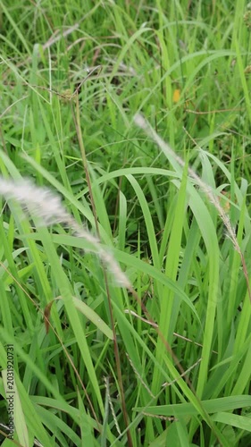 Close-Up of Tall Green Grass Swaying Gently in the Wind, Soft Focus