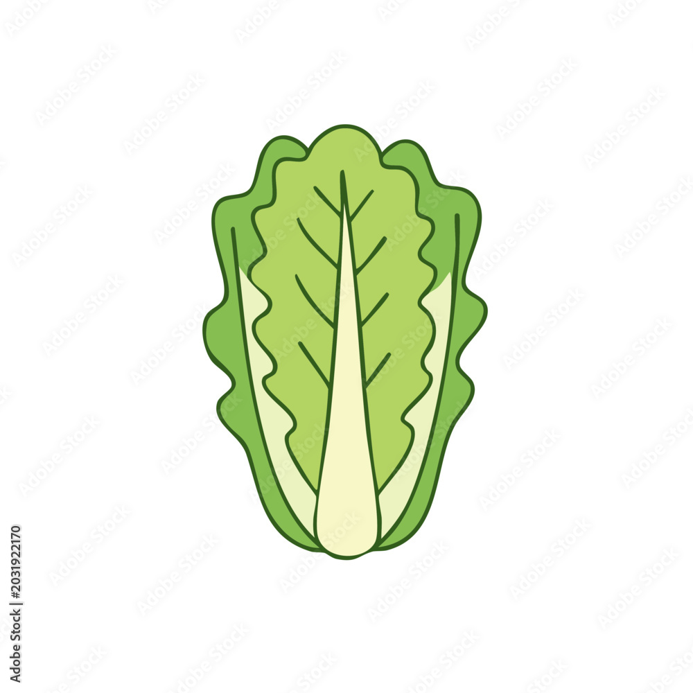 Fototapeta premium Fresh green lettuce leaf vegetable ingredient for healthy food and salads