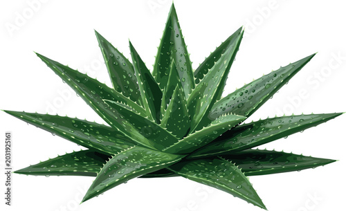Fresh Green Aloe Vera Plant with Water Drops Vector Illustration for Cosmetic Skincare Product Packaging and Herbal Medical Wellness Graphic Designs