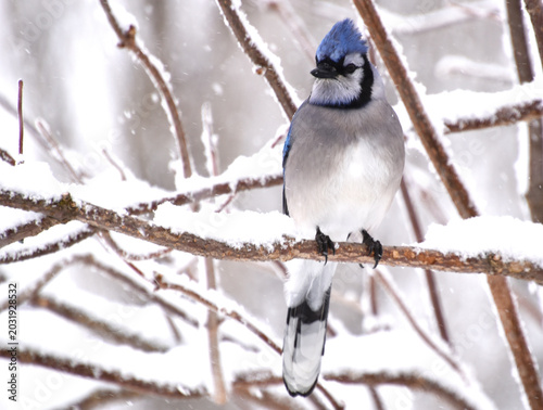 A blue jay in the garden, Sainte-Apolline, Québec, Canada