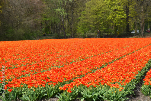 A field in bloom near the Keukenhof garden, Lisse, Netherlands
