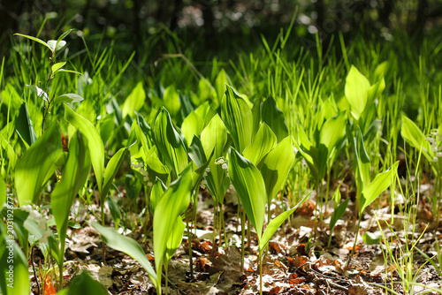 Foto Meadow of lilies of the valley, green leaves illuminated by the sun