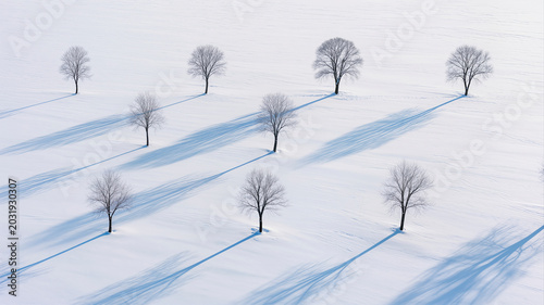 Aerial high angle view of bare winter trees casting long dramatic shadows across a pristine white snow covered field