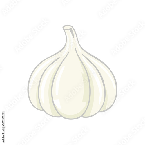 Single whole garlic bulb illustration isolated on white clean and fresh culinary ingredient