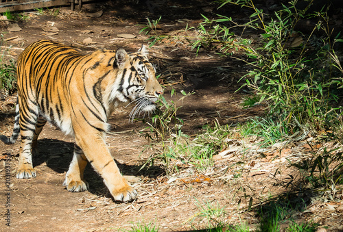 Sumatran Tiger pacing through tiger habitat at the zoo. The Sumatran tiger is the smallest of the tiger species and is extremely endangered due to habitat loss and poaching.