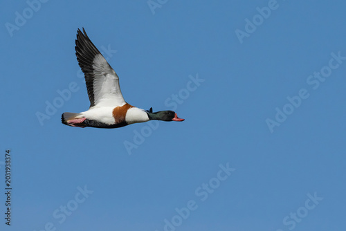 Common shelduck (Tadorna tadorna) in flight