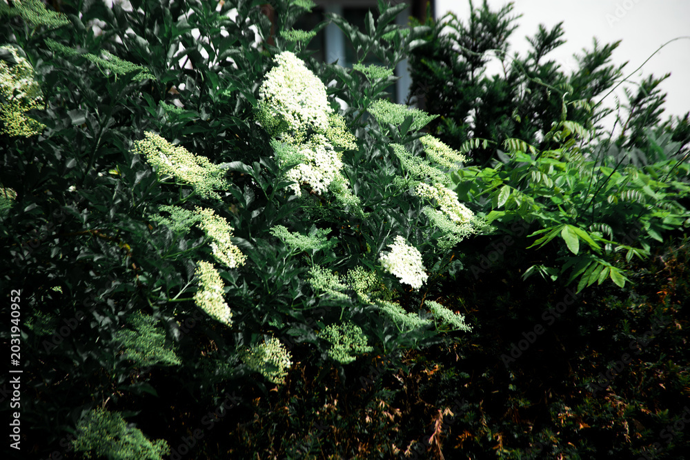 Fototapeta premium Close-up of blooming elderflower clusters with delicate white umbels contrasting against deep green foliage. Soft natural light highlights texture and layered garden greenery.