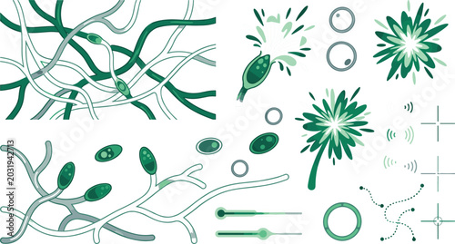Tableau sur toile Scientific microbiology fungal mycelium vector set with green mold spores hyphae