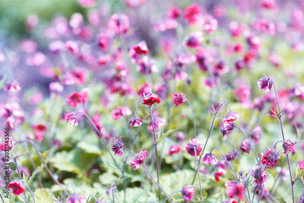 Fototapeta premium Nature background with spring flowers. Selective and soft focus. Close up.
