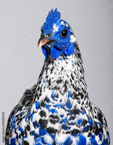 Blue Andalusian hen isolated on neutral gray studio backdrop