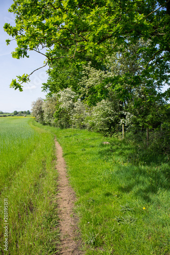 A rural footpath along a field boundary in the English countryside, with hawthorn (crataegus monogyna) and oak trees.