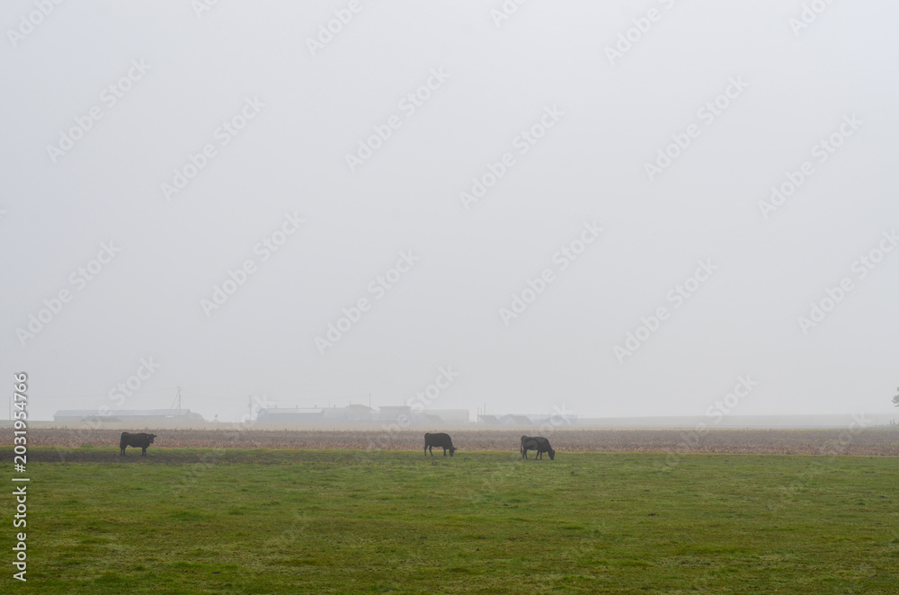 Fototapeta premium Early morning foggy plateau
