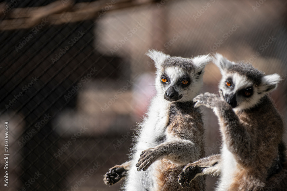Fototapeta premium Ring Tailed Lemur Animal Portrait in Nature. Lemur Portrait Close Up in Natural Habitat. Lemur Close Up with Detailed Fur and Eyes.