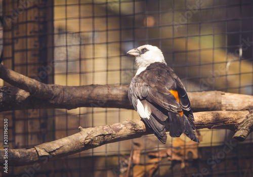 Foto White-headed Buffalo Weaver in a zoo aviary.