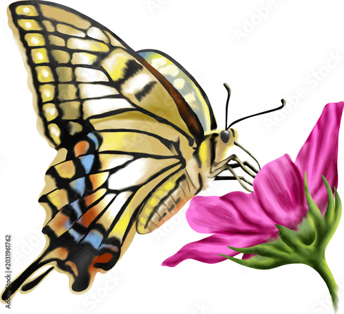 Photos Realistic swallowtail butterfly feeding on a pink flower vector illustration