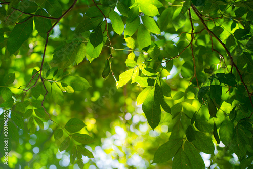 Beautiful  leaves in soft focus and tree blur background concept