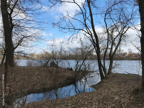 Photography Spring forest on a sunny day, Poltava, 2021