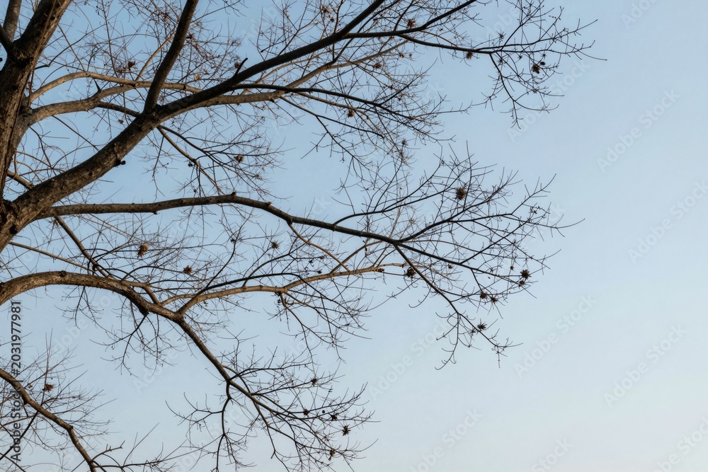 Obraz premium Bare Tree Branches Against Sky