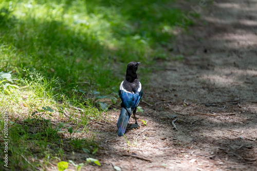 Oriental magpie in a public park, surrounded by greenery