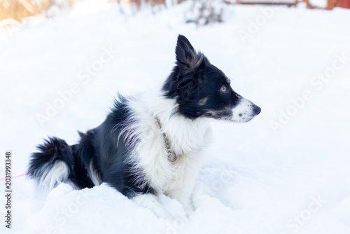 border collie in snow