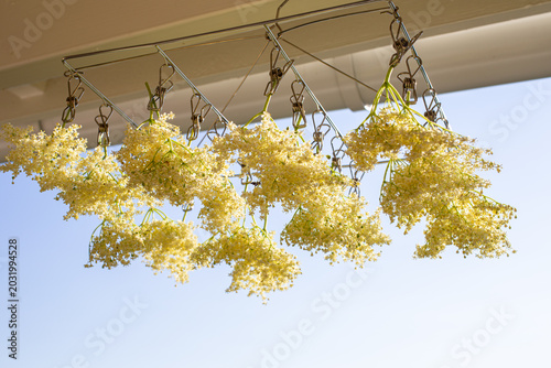 elderberry blossom  drying in the wind 