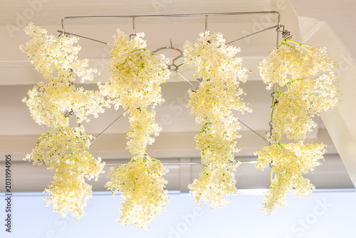elderberry blossom  drying in the wind 