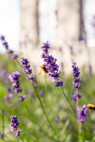 lavender flowers in the garden