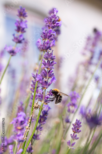 bee on lavender