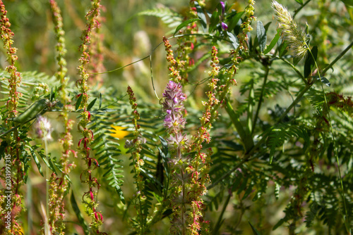 Slika na platnu Vibrant summer meadow featuring purple spiky wildflowers, tall green-red seeding stalks, feathery ferns, and fluffy bunny tail grass