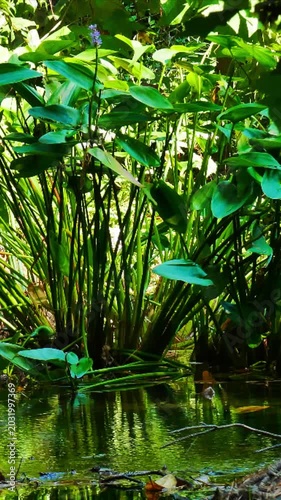 tropical forest with water reflection