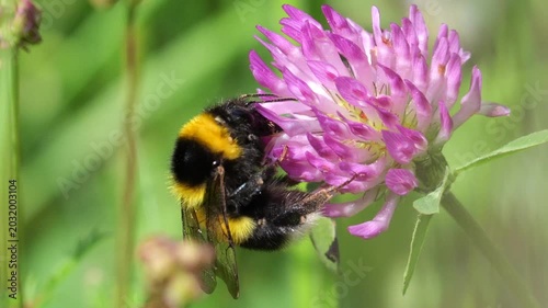 Closeup of garden bumblebee (Bombus hortorum) that feeds on nectar of the red clover (Trifolium pratense), on Slow motion.