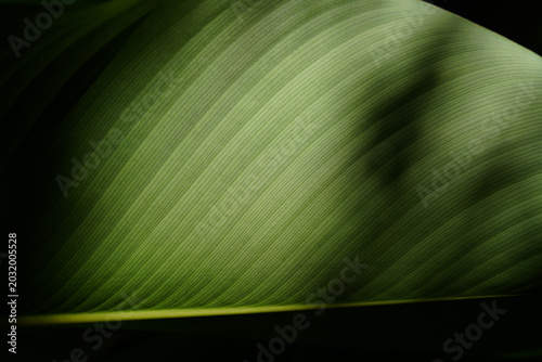 Elegant green botanical texture with dramatic natural light and organic abstract patterns