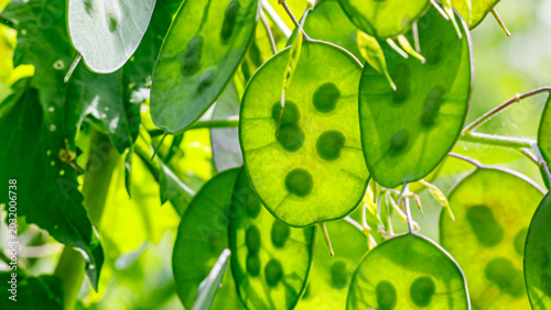 Vászonkép Green leaves dangle from branches under sunlight, showing round spots and a vibr